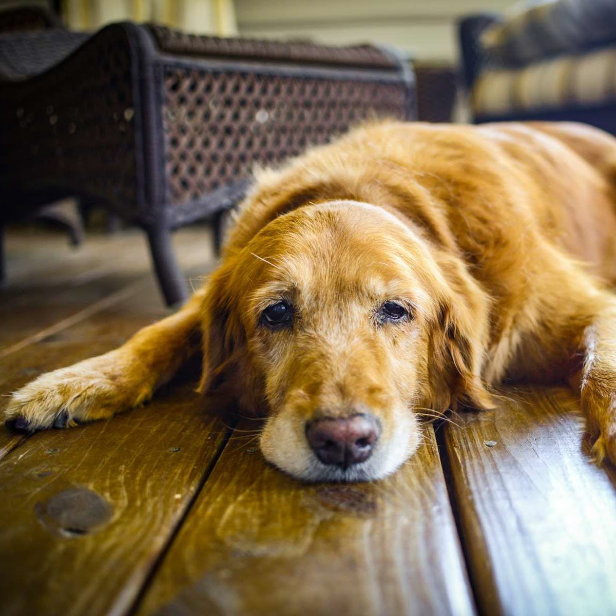 Ljusbrun hund
